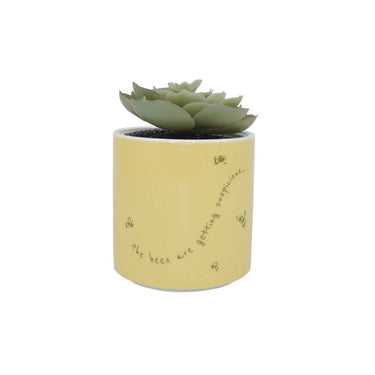 Yellow pot with a succulent plant on a white background